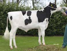 Go Now RF Stmb nr 91550 Kod nr 9-7442 F: G-Force M: Gamma Goliath Stmb nr 918 Kod nr 9-7532 F: Giant M: Delikat VG-85 MF: Ralstorm MM: Gaby VG-88 MF: Edison MM: Daydream VG-88 MMF: Stadel MMM: Giny