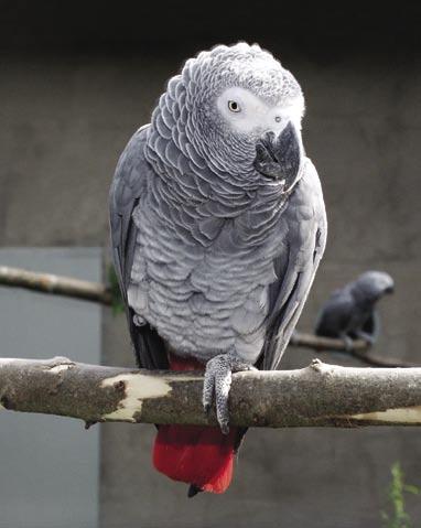 Grå Jako (Psittacus erithacus erihacus). Olika klassningar av utrotningshotade djur Man har delat in djur och växter i olika klassningar beroende på hur hotade arten är i det vilda.