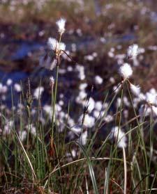 Strätta blommar i juli-augusti med små vita eller rödlätta som sitter samlade i platta eller välvda flockar. Strätta är vanlig i hela landet utom i de allra nordligaste delarna.