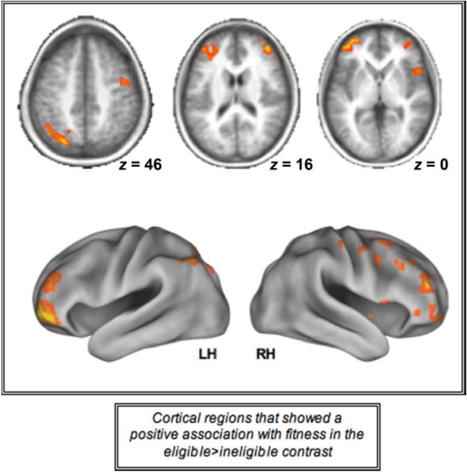 5 Higher fitness levels were associated with better behavioral performance and an increase in the recruitment of prefrontal and