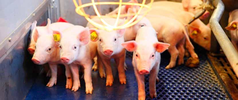 .. 14-16 LSO-koncernen... 17 HKScan internationellt finländskt bolag... 18 LSO Andelslags medlemmar är finländska aktiva köttproducenter... 19 Vägande skäl att bli medlem i LSO Andelslag.