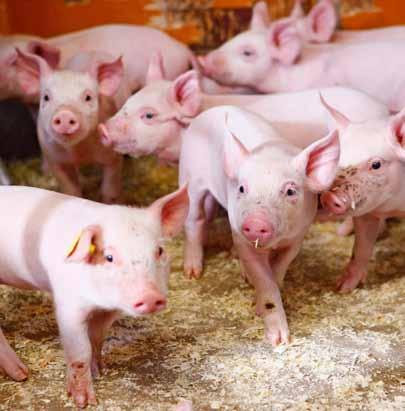 PRIMÄRPRODUKTIONENS SAMARBETSGRUPPER PRIMÄRPRODUKTIONENS SAMARBETSGRUPPER Primärproduktionens samarbetsgrupper Vilka faktorer koncentrerar vi oss på i utvecklingsarbetet i min samarbetsgrupp inom