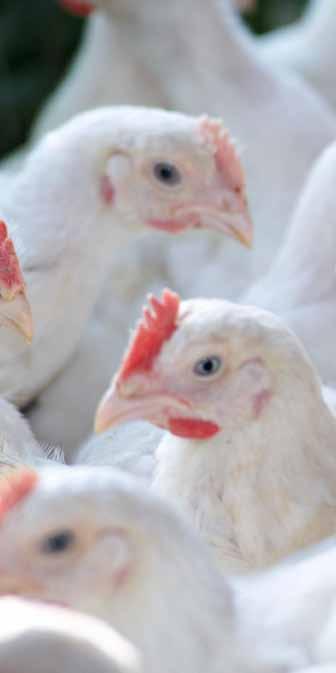 finländska köttproduktionen? Syftet med arbetsgruppen är att föra producenten och företaget närmare varandra.