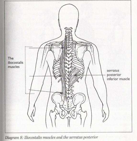 ring (se figur 11 och 12). När förankringen är tillräcklig understöder och underlättar dessa stora muskelgrupper för de mindre, däribland muskulaturen i struphuvudet (Estill, 2005). Figur 9 (o.v.), 10 (o.