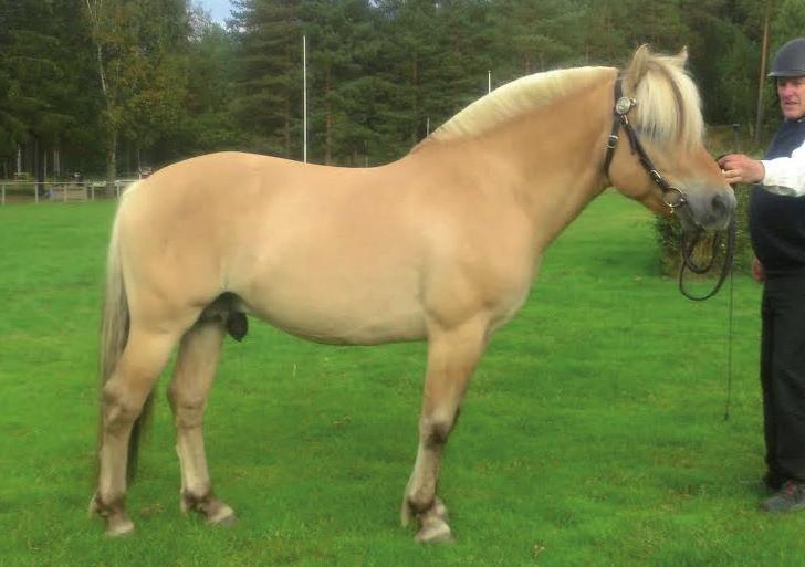 Karius N 1775 Annika Klintberg, Karlstad Tel: 070-5107845 Dalarnas län (W) Pärlby Aladdin