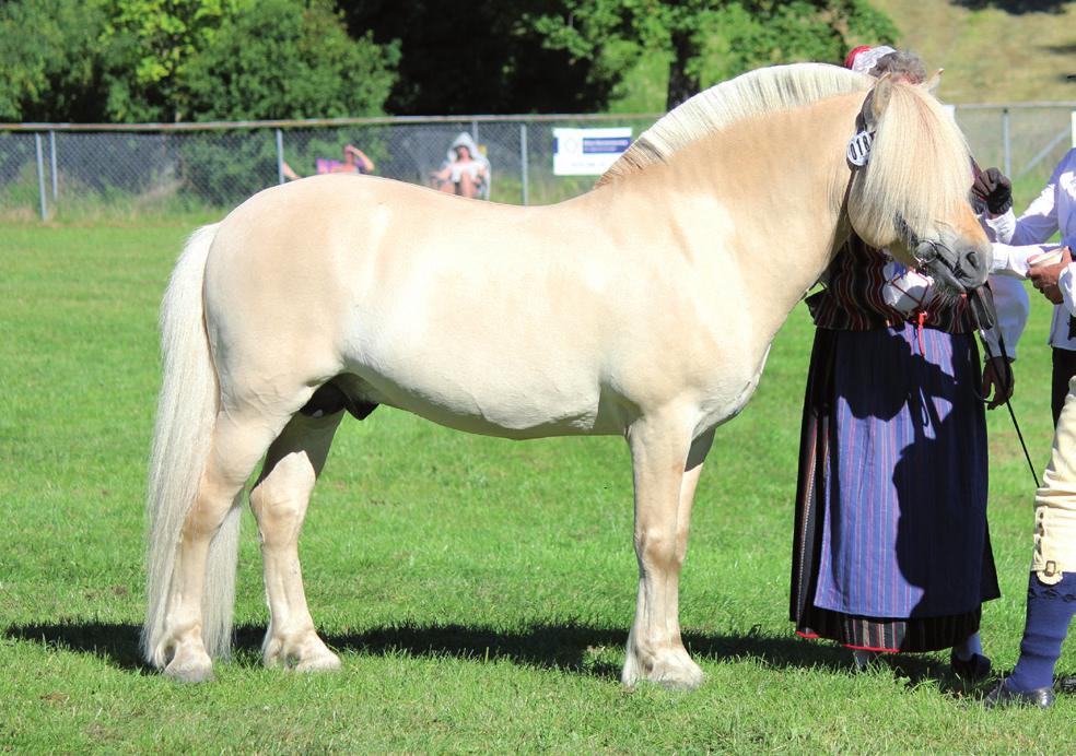 Östergötlands län (E) Hertig Hector 308 född 2013, mbl, mått: 138-173-20 (3 år) e. Hirtheguten 273 u.
