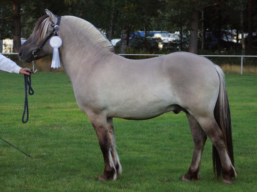 Curry 263 född 2006, ljbrbl, mått: 141-176-20 (2 år) e. Disco Unik 215 u. Pepsi 2617 mf.