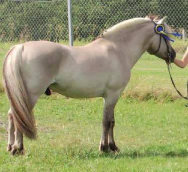 Östergötlands län (E) Cirkus 251 född 2003, vbl, mått: 146-178-20 (3 år) e.