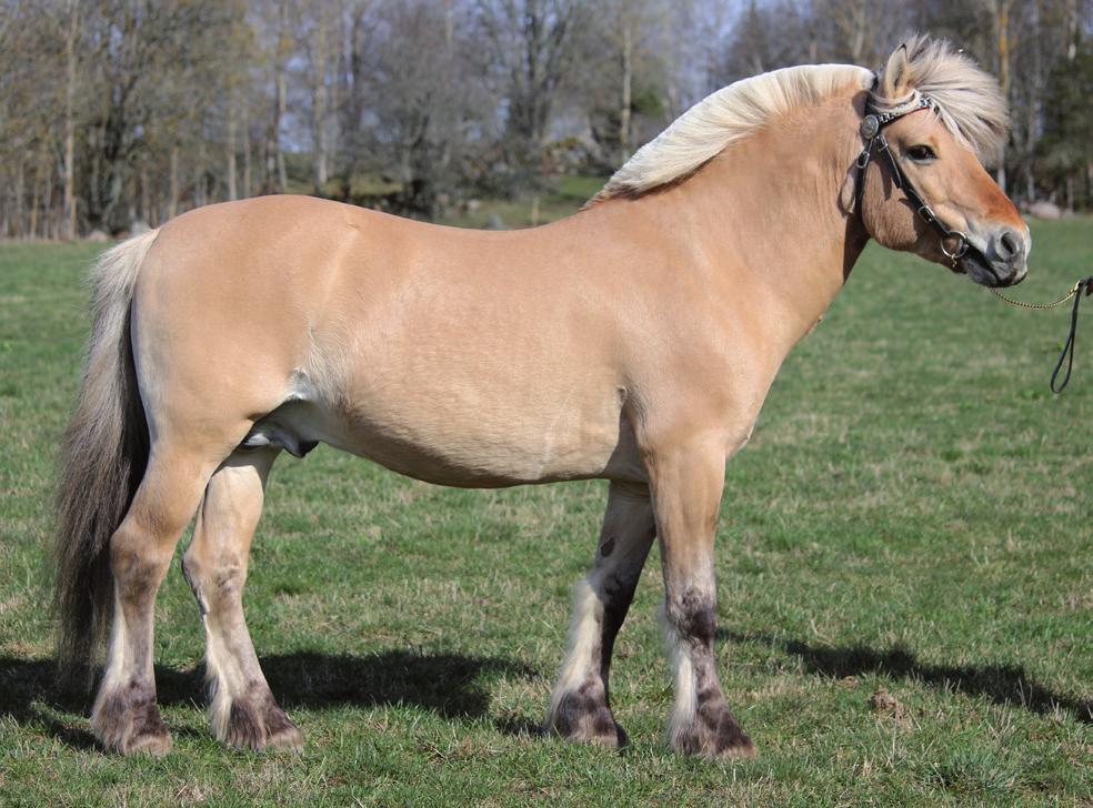 Kent 44 Helena Kättström, Tranås Tel: 070-5681361 Kronobergs län (G) Kim Keso Unik 266