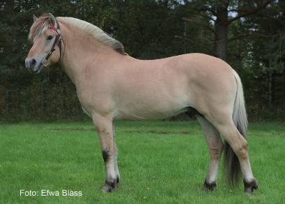 Dalar 154 Blenda Horwitz, Stånga Tel: 0498-49 12 50, 073-183 02 50 Skåne län (M)