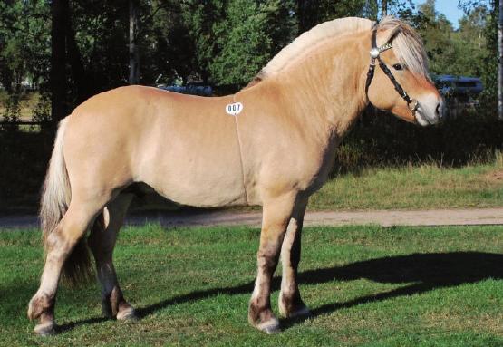 Baal 38 Susan Carlsson, Skövde Tel: 0731-535197 Värmlands län (S) Élii 310 född 2014,