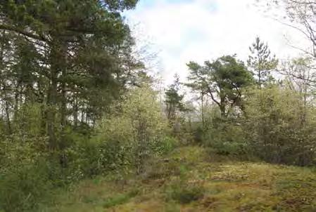 Vegetationen består till större delen av tall men med en slyig undervegetation. 70 Den slyiga undervegetationen kommer att behöva åtgärdas.