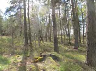 av ett naturmarksområde som fungerar som buffertzon mellan 45:an i öster och