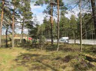 Naturmarksområdet är främst bestående av öppen tallskog.