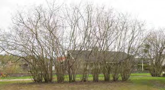 2. HASSELKULLEN Bostadsnära natur Ca 0,8 ha S:VIII/1964 Park eller plantering KRONOGÅRDEN Hasselkullen består av