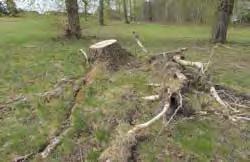 Dock har många, en uppskattning på ca 50 %, av dem vält under den senaste stormen. Det syns att de kvarvarande har väldigt ytliga rötter som skadas vid gräsklippning.