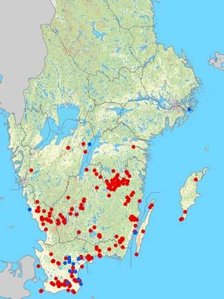 ] Barbastella barbastellus 1800 1954 Barbastella barbastellus 1978 2010 Barbastell Barbastell Eptesicus serotinus Myotis alcathoe Myotis bechsteinii Sydfladdermus Nymffladdermus Bechsteins fladdermus