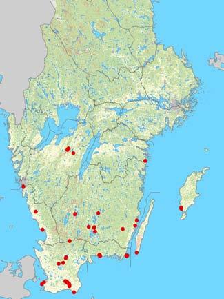 Myotis dasycneme Myotis myotis Nyctalus leisleri Dammfladdermus Större musöra Leislers fladdermus Plecotus austriacus Pipistrellus nathusii Pipistrellus pipistrellus Grå långörad fladdermus