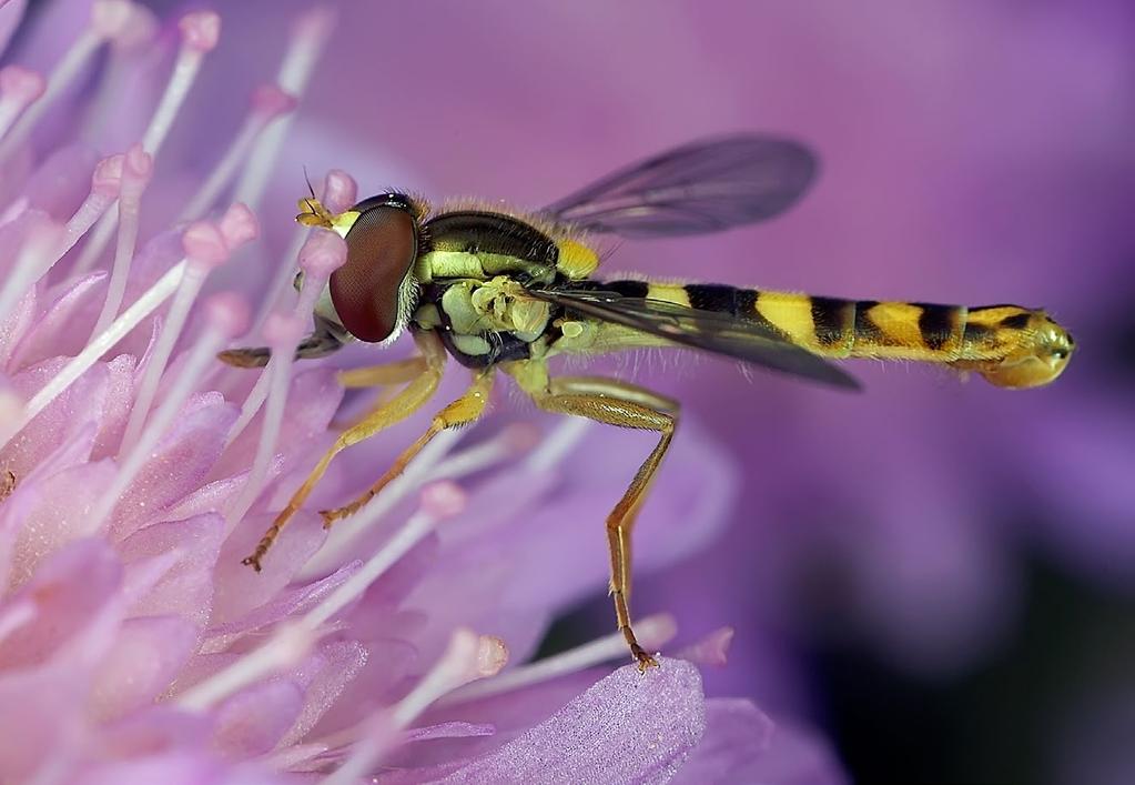 2 nationalnyckeln till sveriges flora och fauna kan arten överleva varma vintrar som fullbildad fluga.
