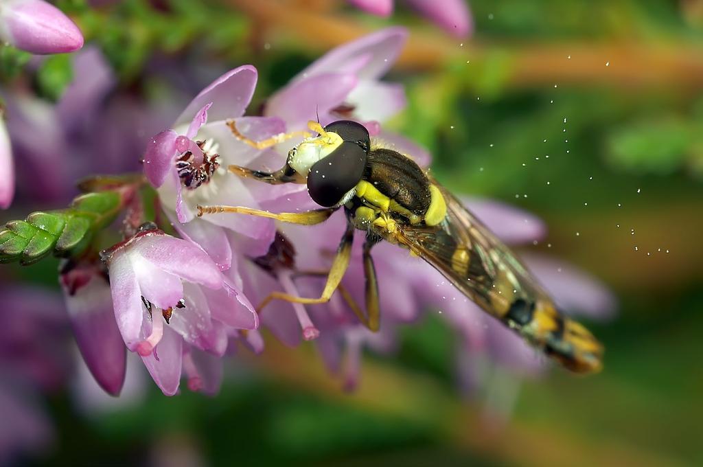 syrphidae: sphaerophoria 3 På bilden ses en hane av taggsländfluga Sphaerophoria scripta som besöker ljungblommor.