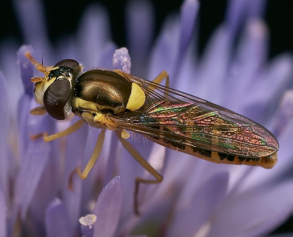 syrphidae: sphaerophoria 5 Vid bestämning av hanar använder man sig i förs ta hand av genitaliernas utseende.