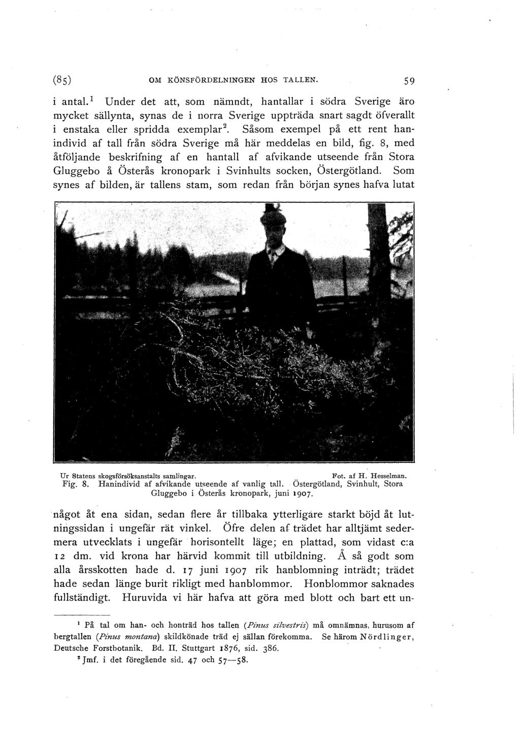 (Ss) OM KÖNSFÖRDELNINGEN HOS TALLEN. 59 i antal.