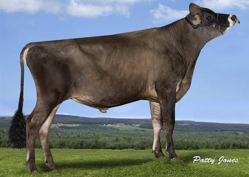 Nuance ST-LO NUANCE 0200JE01089 BALIN x SAMSON x GPA LPI +1852 PRO$ 1626 JH1F Reg.