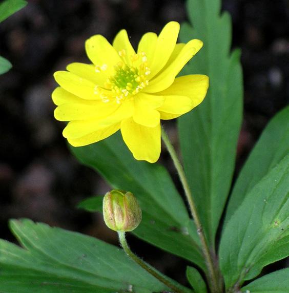 Deras funktion kan vara att locka pollinatörer och att hjälpa klorofyll att fånga in ljus, men de kan också skydda växten mot för mycket ljus.