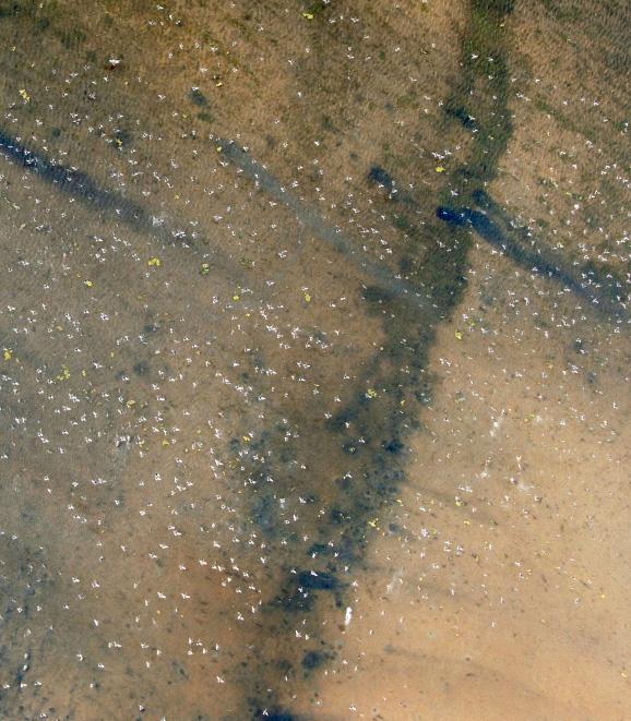 INLEDNING 3.1.2 SEDIMENTPROVTAGNING Sedimentets innehåll av organisk substans bestämdes genom att 10 kvantitativa prov togs på varje station.