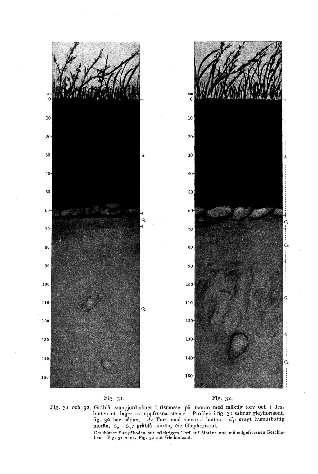 Fig. 3 I Fig. 3r. Fig. 32. och 32. Gråbå sumpjordmåner i rismosse på morän med mäktig torv och i dess botten ett ager av uppfrusna stenar. Profien i fig. 3 I saknar geyhorisont, fig. 32 har sådan.