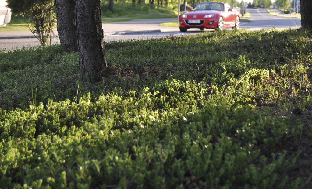 Lingonplantor i rondell i Växjö. Foto: Berit Haggren. uppmärksammats på de flesta mikroförökade plantorna.
