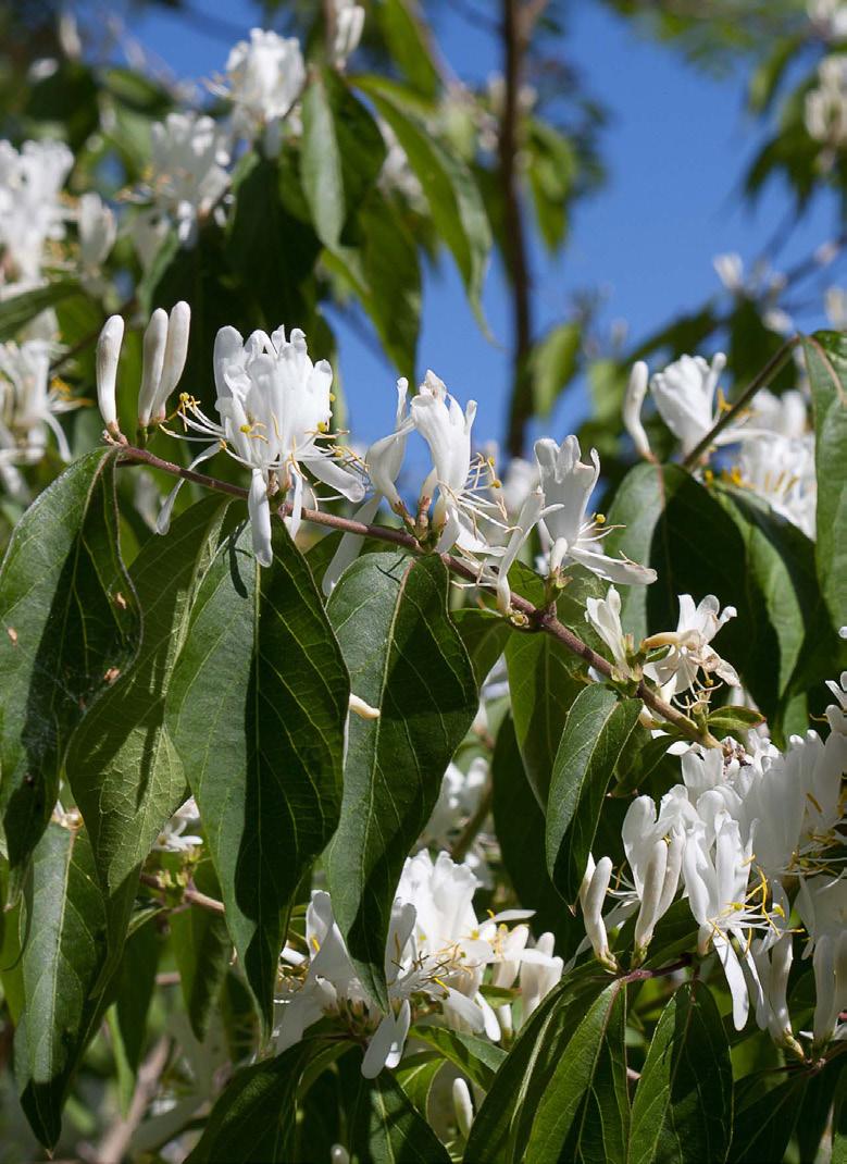 E-plantsystemet kvalitetsmärkning av plantskoleväxter E-planta är idag ett väl inarbetat varumärke och är ett bra exempel på att långsiktigt utvecklingsarbete och samarbete inom hela branschen ger