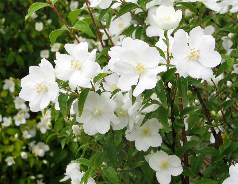 Fin sammanväxning erhålls vid plantering med ett plantavstånd på 1,2 meter. Sorten är härdig i zon 1-5(6). Philadelphus Orion E schersmin. Foto: Gunnel Holm.