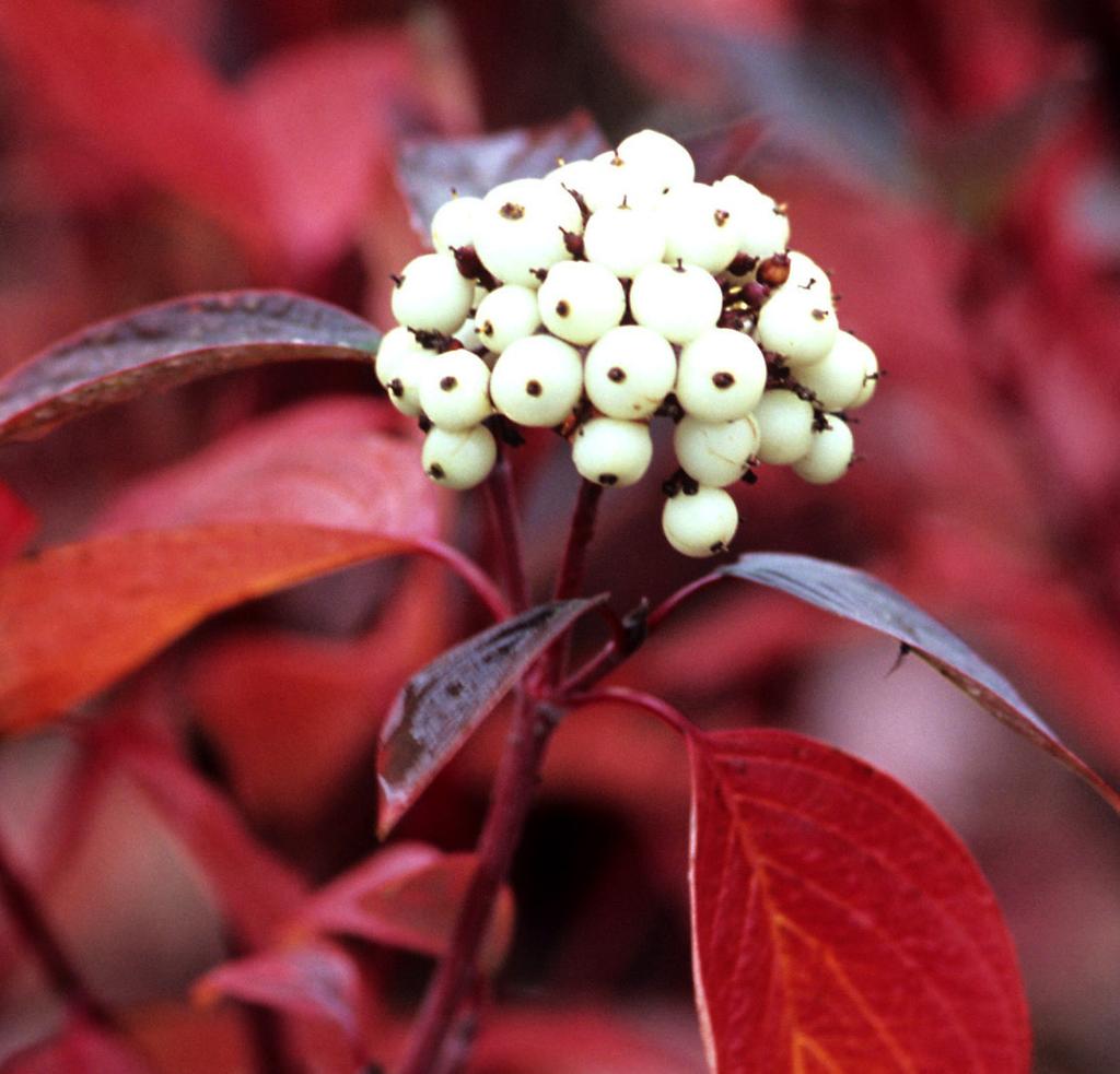 Den är motståndskraftig mot sjukdomar till skillnad från Cornus alba Sibirica (korallkornell), som ofta får problem med svampangrepp. Farba är en god ersättare till denna.