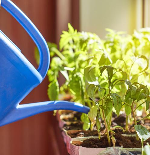 Odling på skolområdet och i klassrummen Starta en odling på skolområdet. Det är både klimatsmart, roligt, lärorikt och så sparar skolan in pengar på de råvaror ni väljer att odla.