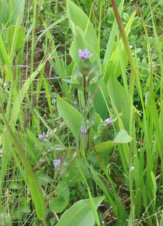blommor färgade marken fläckvis blå och nattviol stod i sin bästa blomning likt soldater på led eller i grupper med jämna avstånd. Blommande fältgentiana. Vi fikade där vi beslutat vända om.