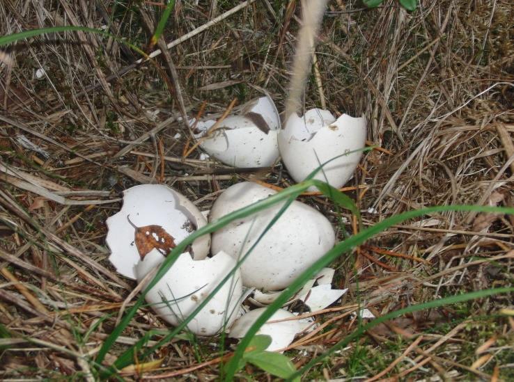 Vi tittade också på de sist blommande ögonpyrolorna av tusentalet på en granplanterad f.d. åker i Pershyttan och avslutade med att se på benvedsspinnmalens ödeläggelse av Berits dvärgbenved i hennes trädgård i Nora.