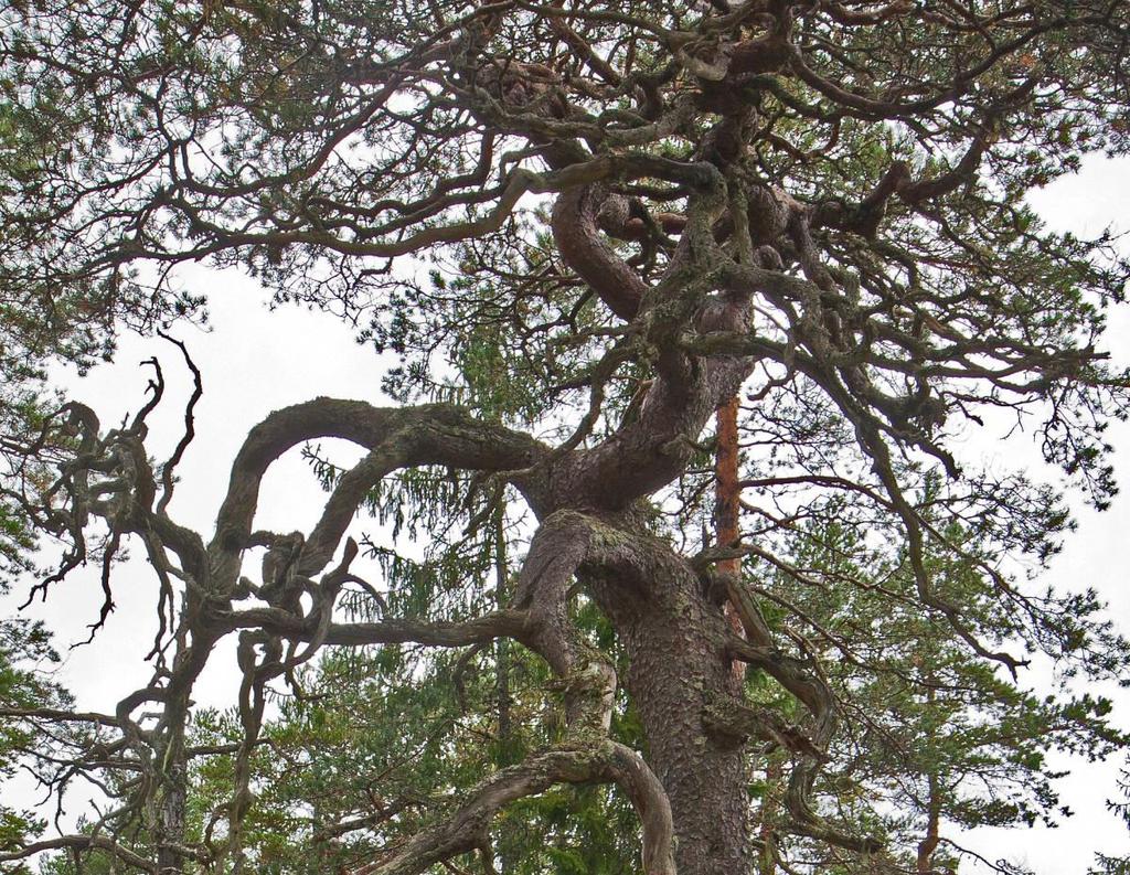Märkligt växande tall //Text och foto Roland Thuvander. Uskavi, svampexkursion 10 september. Det var ganska nervöst att hitta en lämplig lokal för årets svampexkursion.