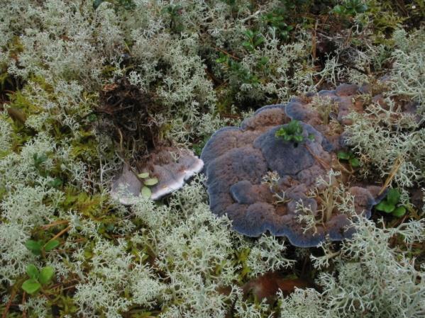 Uskvi 2016-09-10 vandringsled längs Bergslagsleden (Skogskartan) 1 Barrskog vid Bergslagsleden, 2 Silvergruvan, 3 Silvergruvan norra, 4