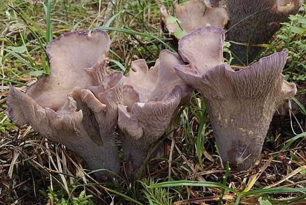 Vi hittade förvånansvärt många arter, men tyvärr endast en av de iögonfallande stora spindelskivlingarna, kantspindelskivling (Cortinarius