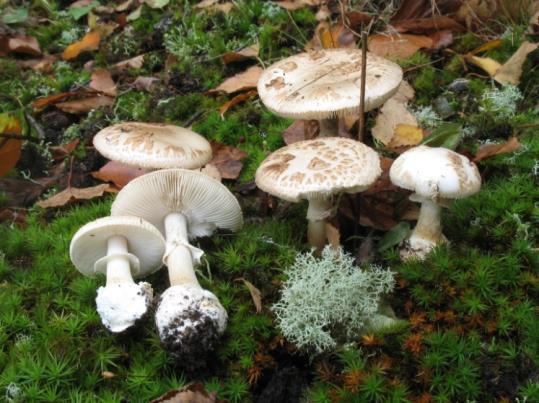 Brun klibbskivling (Limacella glioderma) som växer i främst i kalkrika granskogar och som namnet antyder så är svampen klibbig,