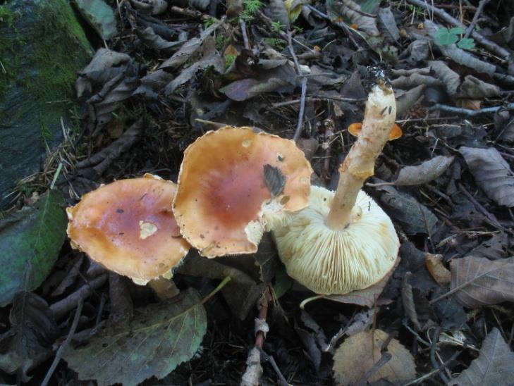 citrongul flugsvamp Den lilla alriskan (Lactarius obsuratus) växer som namnet anger intill al, oftast i ganska fuktiga avsnitt nära