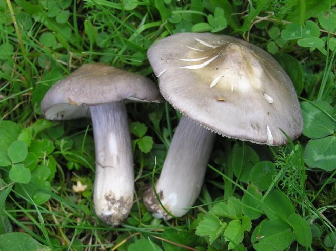 Den är liten endast några cm i diameter, den har en liten puckel i mitten och den har vit mjölksaft som gulnar när man bryter den.