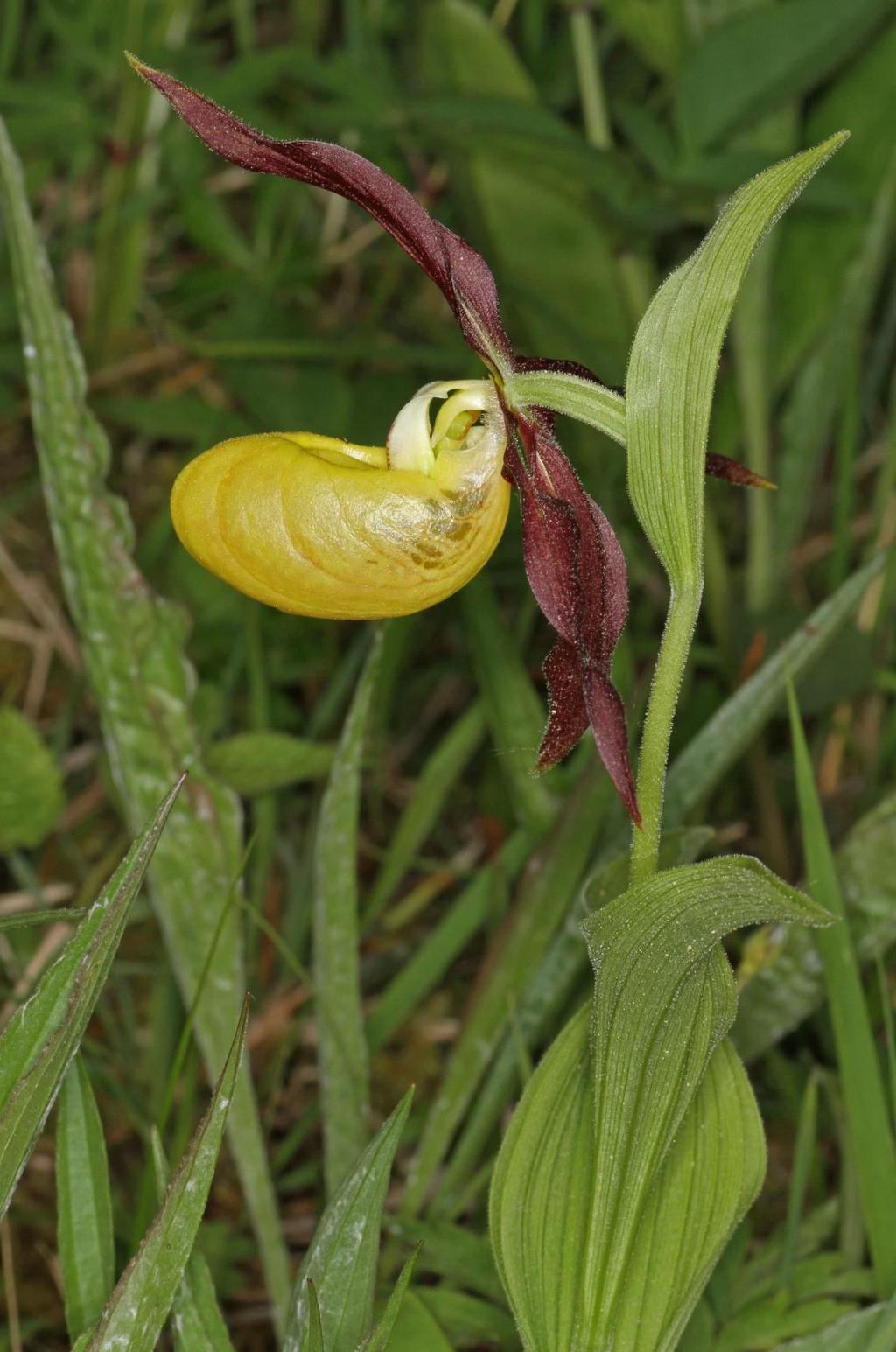 antal exemplar och det näst bästa vad gäller antal blommande ex.! Endast 1998 slår 2016 när det gäller blomning. Ändå var blomningen på några lokaler bland den sämsta sen räkningen började.