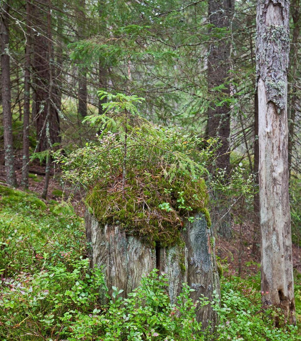 Gammal mossbeväxt stubbe från det nybildade naturreservatet Tjuråsen.