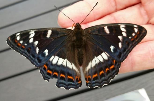 Många insektsfamiljer, spindlar och andra små varelser är dåligt kända och det kan vara svårt att veta hur vanliga eller ovanliga många arter är.