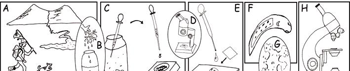 Figur 1. Representanter från de olika släktena inom kedjemaskar (Catenulida). A: Africatenula riuruae; B: Rhynchoscolex simplex: C: Stenostomum leucops; D: Anokkostenostomum sp.