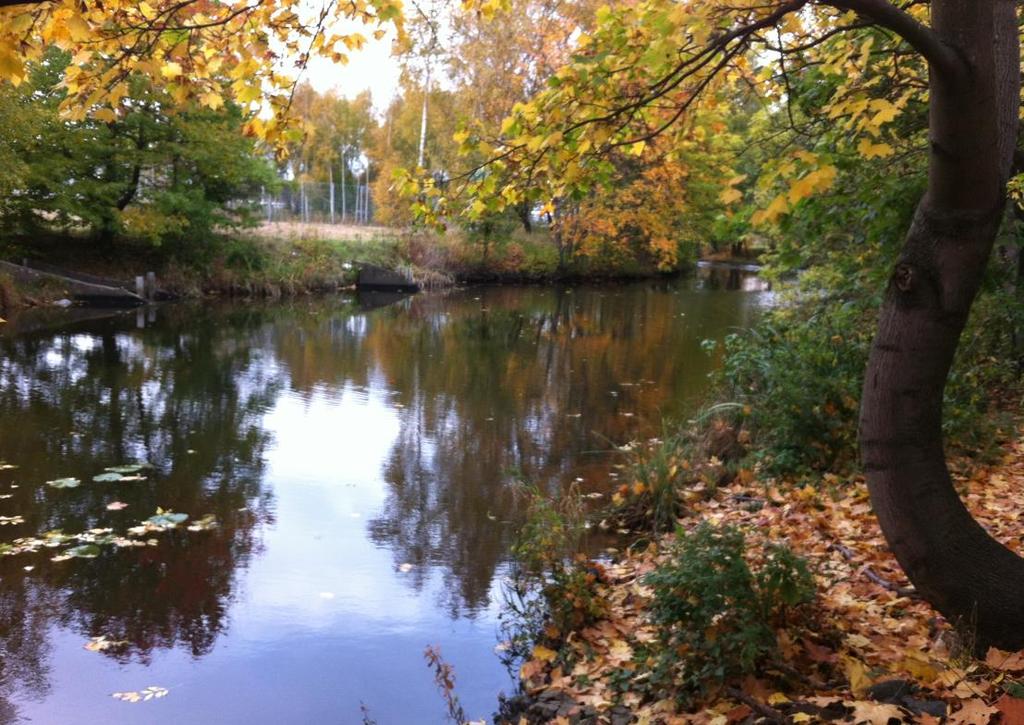 Det finns många kaniner i naturområdet längs ån.