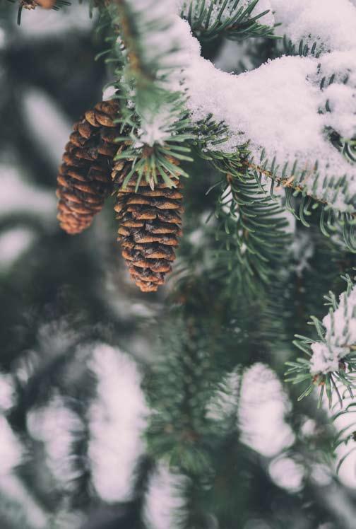 PROGRAM december