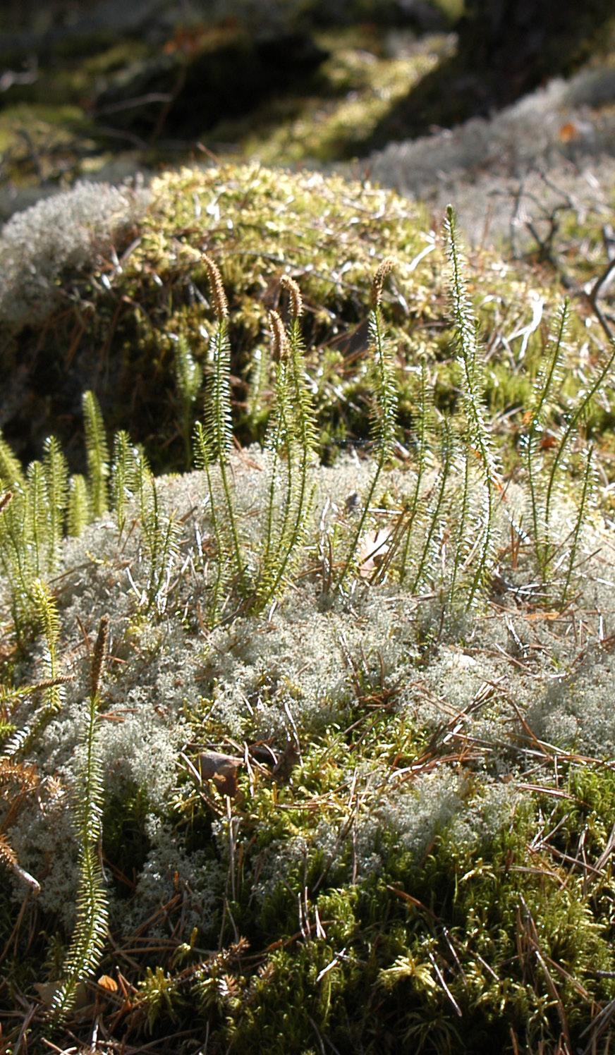 Varför naturvård? Vacker natur är en av många faktorer som gör en kommun attraktiv och bör därför användas som en resurs för kommunens utveckling. Naturen är en hälsofrämjande resurs.